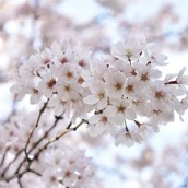 福岡県　桜開花予定日